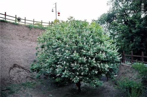 甘肅平涼崇信縣四棵神奇古樹