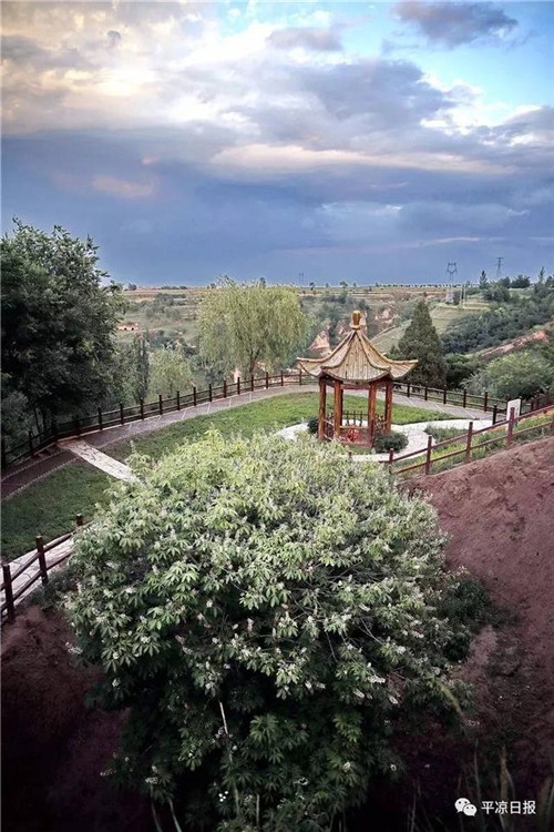 甘肅平涼崇信縣四棵神奇古樹