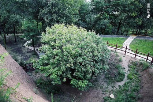 甘肅平涼崇信縣四棵神奇古樹