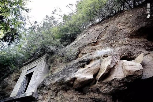 甘肅平涼崇信縣四棵神奇古樹