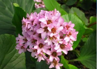 小秦嶺自然保護(hù)區(qū)發(fā)現(xiàn)河南植物新記錄屬種