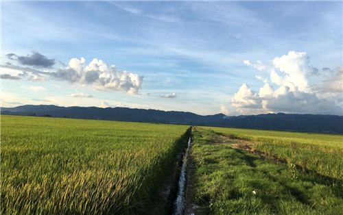 植保無人機效率這么高 為何農民難接受？