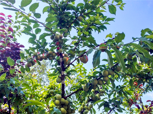 紐約藝術(shù)家種出百寶樹 一棵樹上41種水果