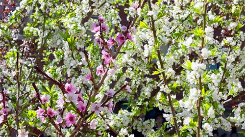 紐約藝術(shù)家種出百寶樹 一棵樹上41種水果