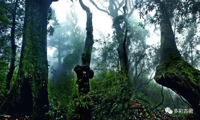四川黃荊老林創(chuàng)囯家級森林公園通過評審！