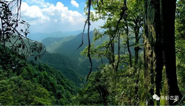 四川黃荊老林創(chuàng)囯家級森林公園通過評審！