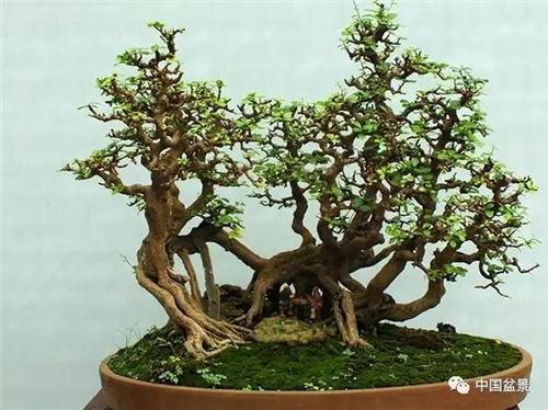 盆景布局疏密得當方能別有情趣