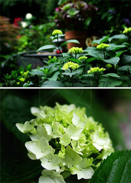 夏季的陽臺繡球花種植指南