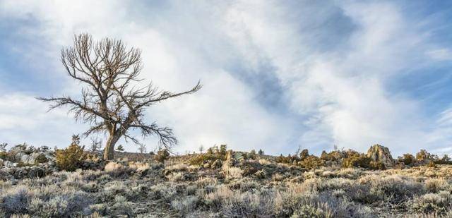植物其實也有“記憶力