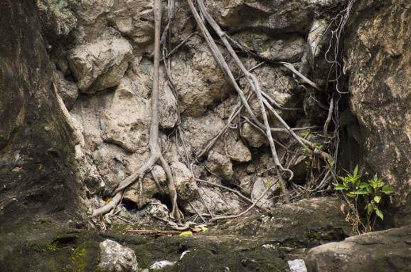 植物其實也有“記憶力