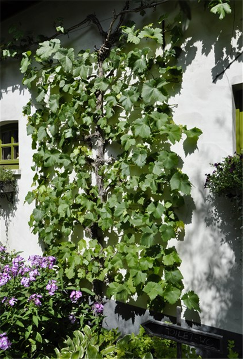 花園中的樹籬——園林中的植物“圍墻”