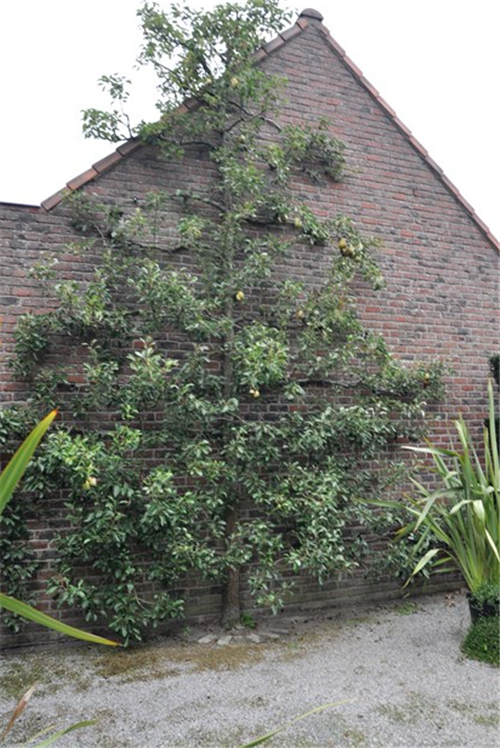 花園中的樹籬——園林中的植物“圍墻”