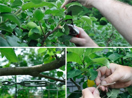 花園中的樹籬——園林中的植物“圍墻”