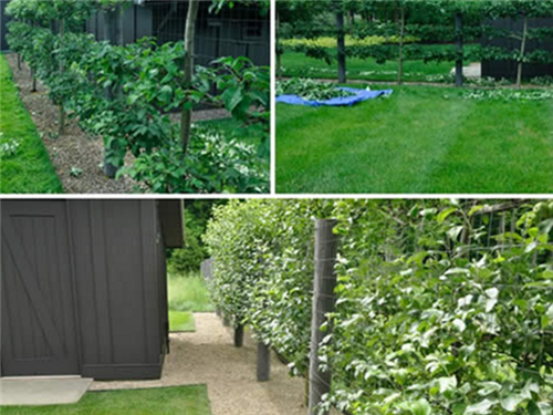 花園中的樹籬——園林中的植物“圍墻”