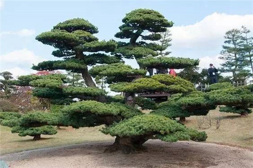 這些造型植物簡直逆天了!