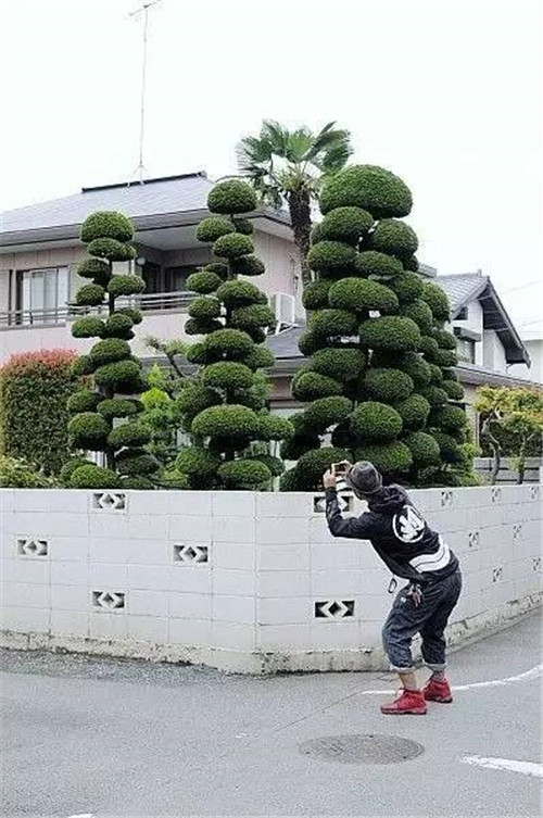 這些造型植物簡直逆天了!