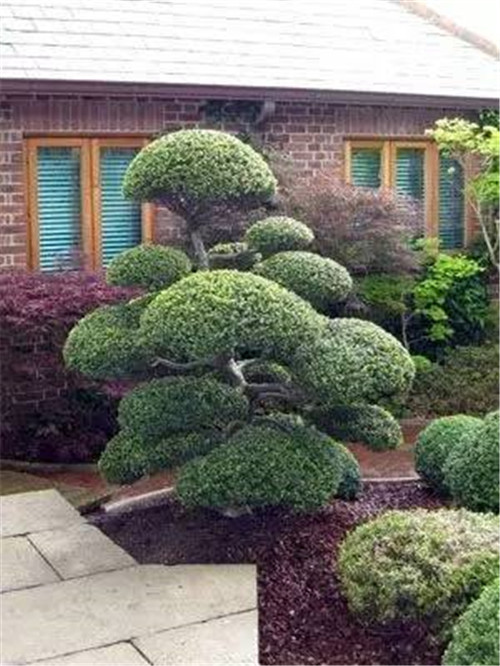 這些造型植物簡直逆天了!