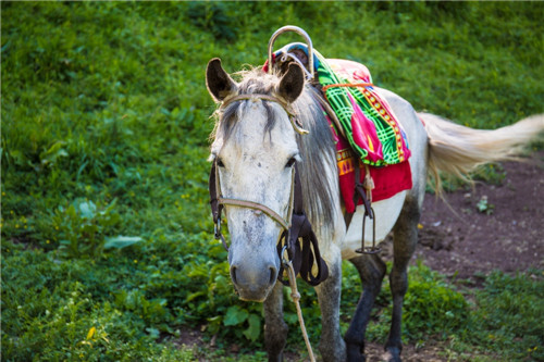 甘肅最美國家森林公園松鳴巖