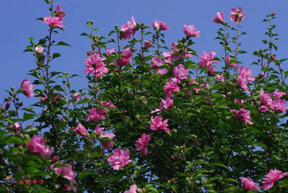 花籬的極佳植物——木槿