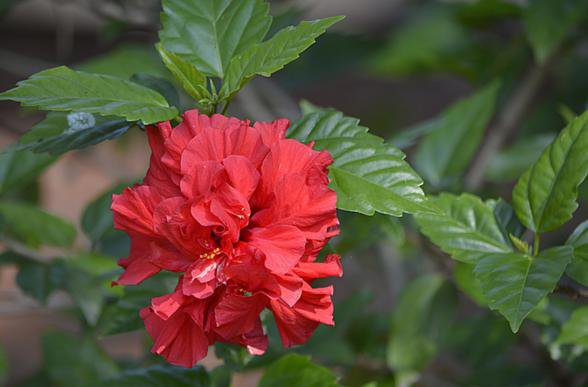 花籬的極佳植物——木槿