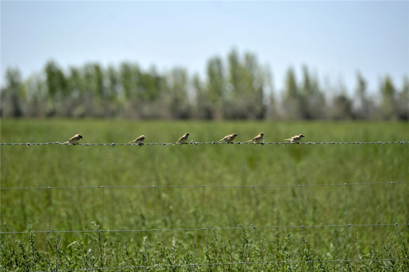 新疆塔城加快修復(fù)庫(kù)魯斯臺(tái)草原生態(tài)