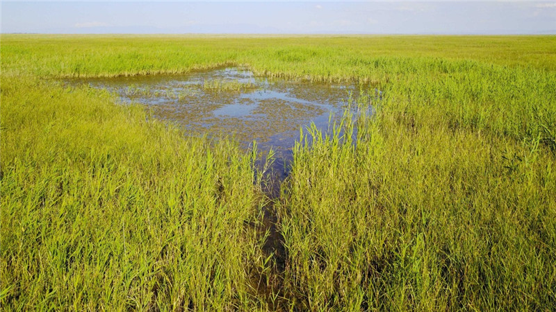 新疆塔城加快修復(fù)庫(kù)魯斯臺(tái)草原生態(tài)