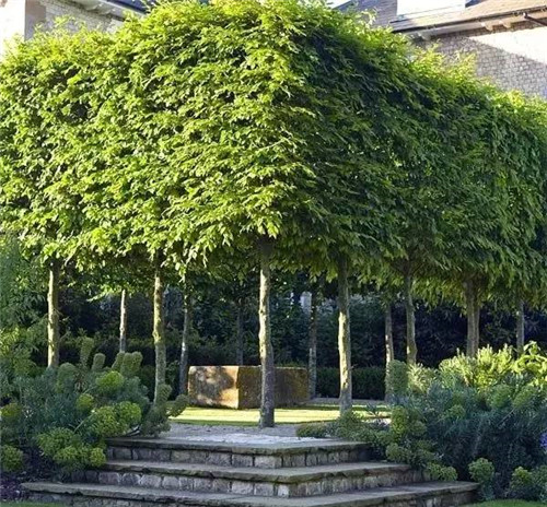 出乎意料的植物景觀