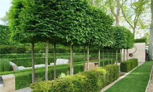 出乎意料的植物景觀