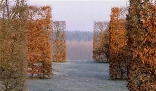 出乎意料的植物景觀