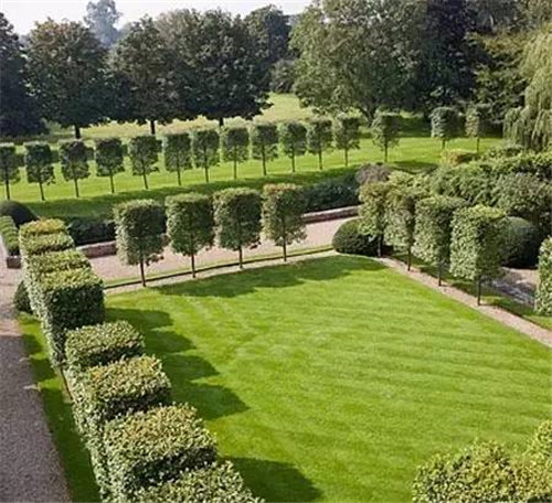 出乎意料的植物景觀