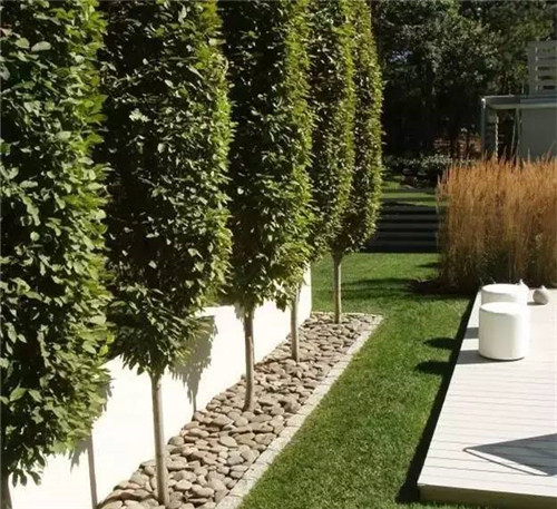 出乎意料的植物景觀