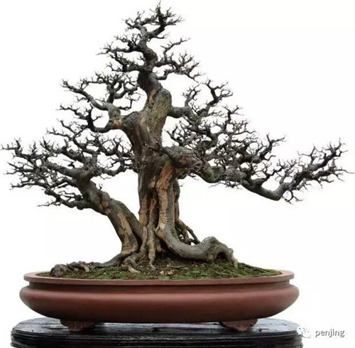 最值得收藏的九類盆景樹種