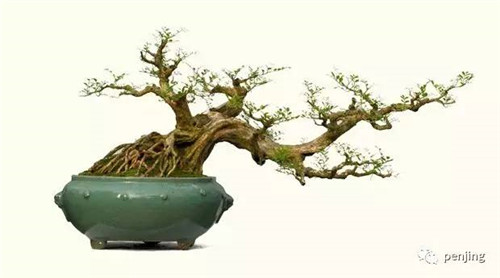 最值得收藏的九類盆景樹種