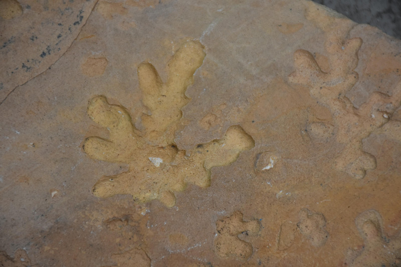 廣東陽春崆峒巖景區發現疑似動植物化石