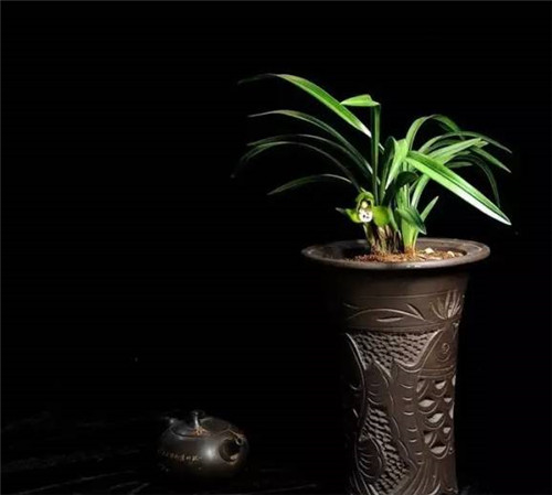 這七種植物 讓你的書房更有味道