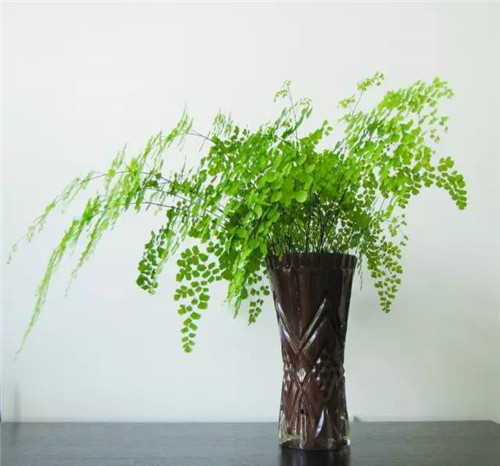 這七種植物 讓你的書房更有味道