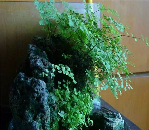 這七種植物 讓你的書房更有味道