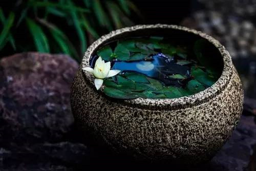 這七種植物 讓你的書房更有味道