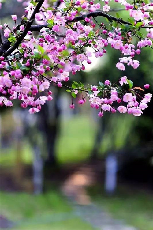 歷數七大中國古典園林植物