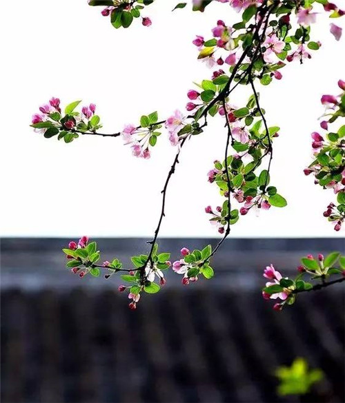 歷數七大中國古典園林植物