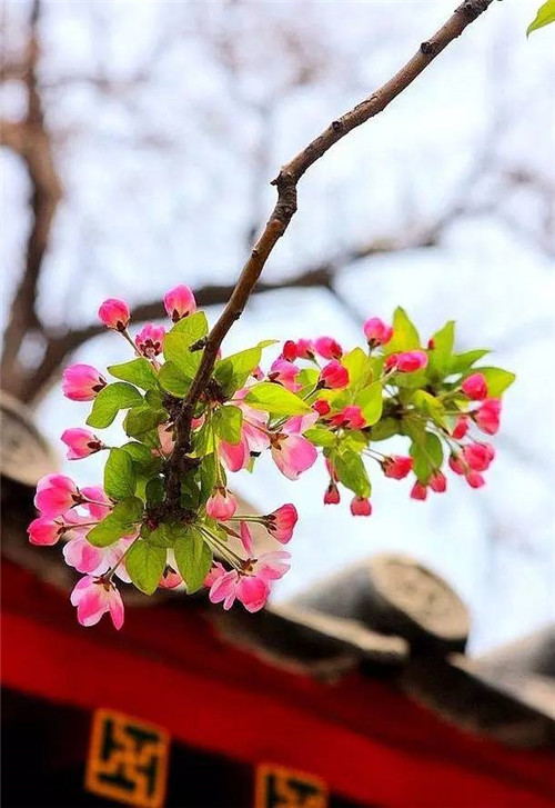 歷數七大中國古典園林植物