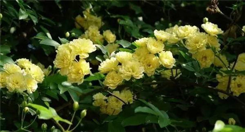 歷數七大中國古典園林植物