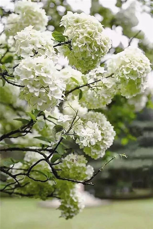 歷數七大中國古典園林植物