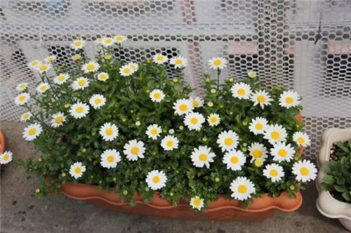 幾種好養又容易爆盆的花卉