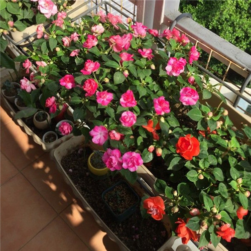 幾種好養又容易爆盆的花卉