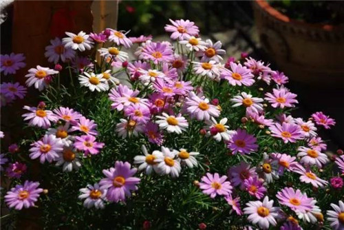 幾種好養又容易爆盆的花卉