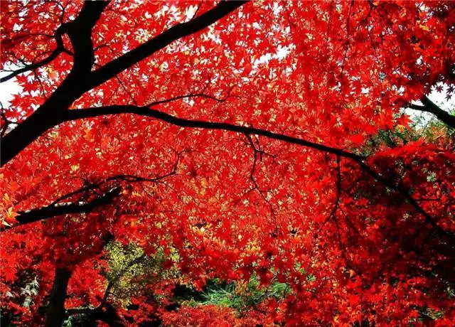 未來十年大規格喬木和彩葉苗木都不會過時