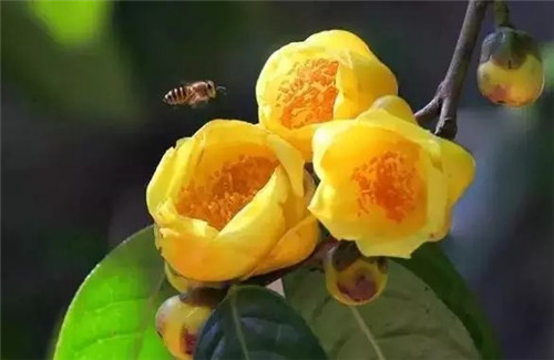 廣西防城自然保護(hù)區(qū)有50多萬(wàn)株野生金花茶