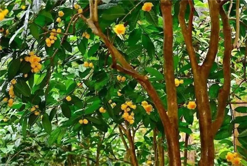 廣西防城自然保護(hù)區(qū)有50多萬(wàn)株野生金花茶