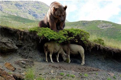 法國大搞生物多樣性,逼得209只羊跳崖自盡